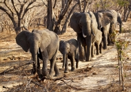 Herd of Elephants coming….