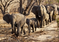 Herd of Elephants coming….