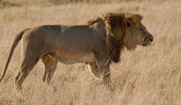 ….of 11 lions-only one big male