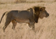 ….of 11 lions-only one big male