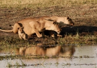Lioness with her cub drinking