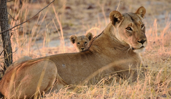 Lioness with her cub-2 months