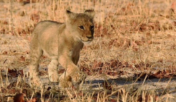 Lioness cub