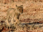 Lioness cub