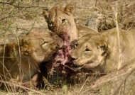 lions-mandavu pride & warthog