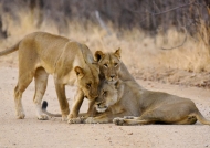 Lions – Masuma pride – only f.