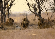 Lions – 3 big males
