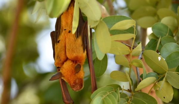 Peters’s Epauletted Fruit Bat