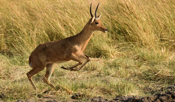 Southern Reedbuck – young m.