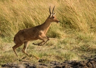 Southern Reedbuck – young m.
