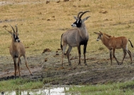 Roan Antelopes-1 adult & 2 yng