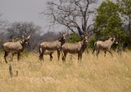 Roan Antelopes-m. left-2 f. right
