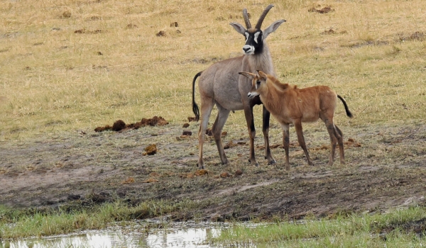 Roan Antelope with baby