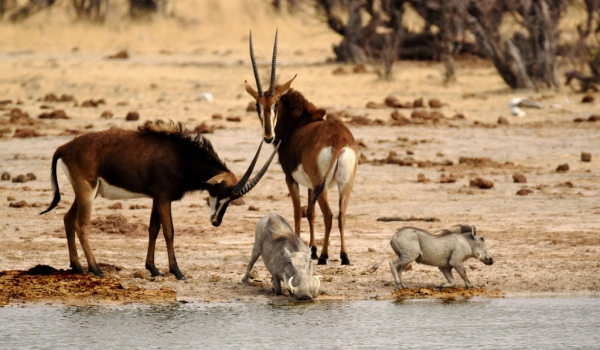 Sable Antelope – f. & Warthogs