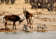 Sable Antelope – f. & Warthogs