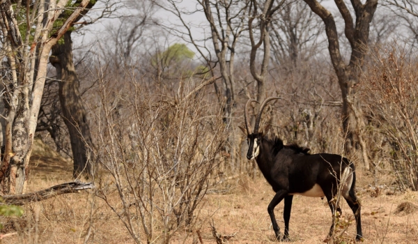 Sable Antelope – male or bull