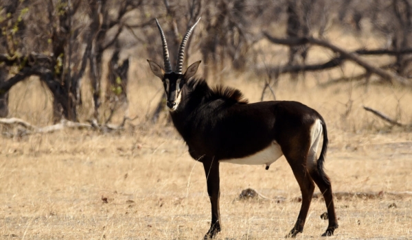 Sable Antelope – male or bull