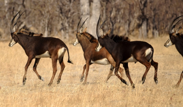 sable antelopes-2 yng m-1 yng f