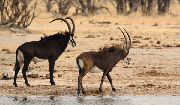 Sable Antelopes-male & female