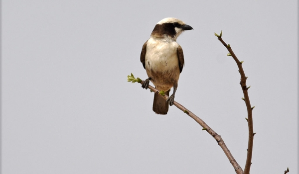 Southern White-crowned Shrike