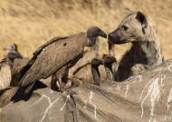 hyena-vulture-elephant carcass