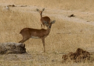 Steenboks – cple – male in front