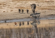 Female Warthog with 3 Piglets