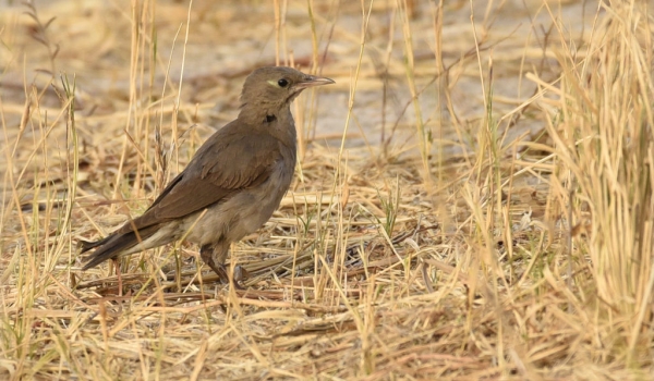 Wattled Starling-female non-br