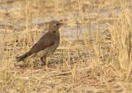 Wattled Starling-female non-br