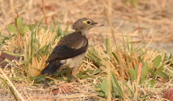 Wattled Starling – juvenile