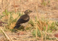 Wattled Starling – juvenile