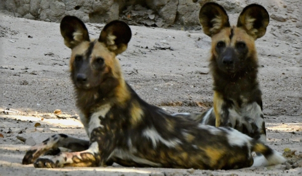 Painted Dogs