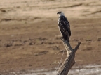 African Fish Eagle – immature
