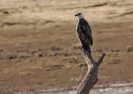 African Fish Eagle – immature