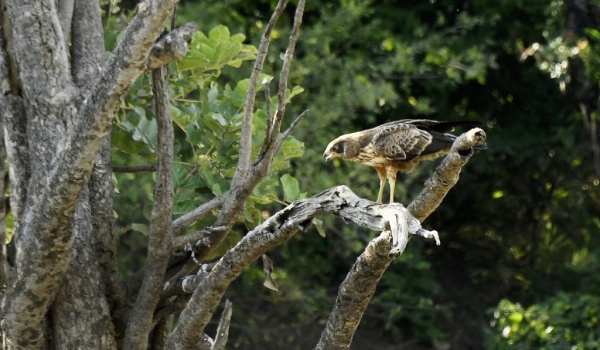 African Harrier-hawk – older juv.