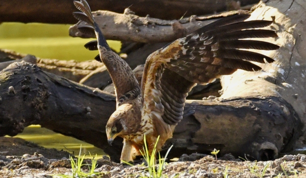 African Harrier-hawk – older juv.