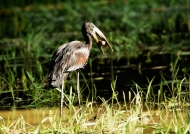 African Openbill feeds mainly on water snails