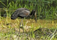 African Openbill feeds mainly on water snails