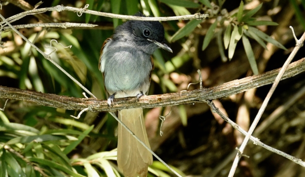 Paradise Flycatcher – female – (coming out from our swimming pool in Palmwood Lodge Lusaka)