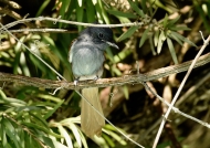 Paradise Flycatcher – female – (coming out from our swimming pool in Palmwood Lodge Lusaka)