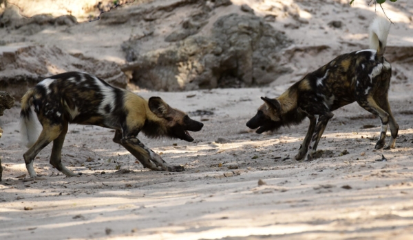 African Wild Dogs – 2 males – small pack of 5 with 4 males and 1 female