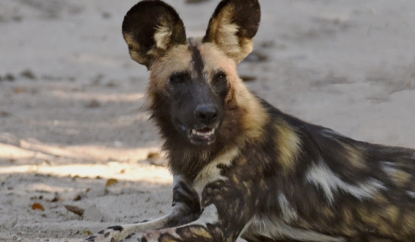 African Wild Dog – 1 male – small pack of 5 with 4 males and 1 female