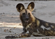 African Wild Dog – 1 male – small pack of 5 with 4 males and 1 female