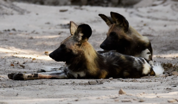 African Wild Dogs – 2 males – small pack of 5 with 4 males and 1 female
