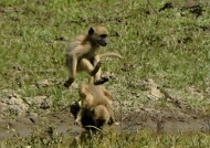 Yellow Baboon jumping over a stream