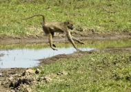 Yellow Baboon jumping over a stream