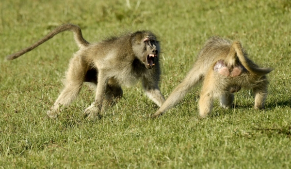 Yellow Baboons fighting
