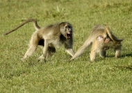 Yellow Baboons fighting