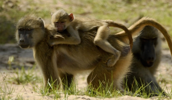 Yellow Baboon with baby on back