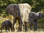 Baby Elephant – 3 to 4 months old